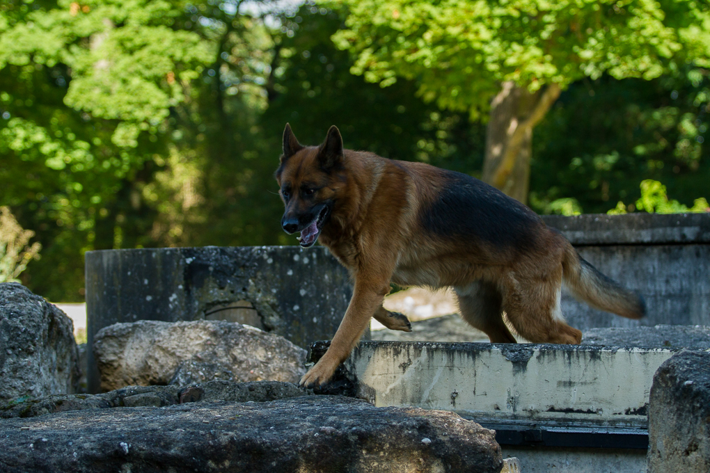 RettungshundestaffelWiesbaden-Trainingstage2017-14