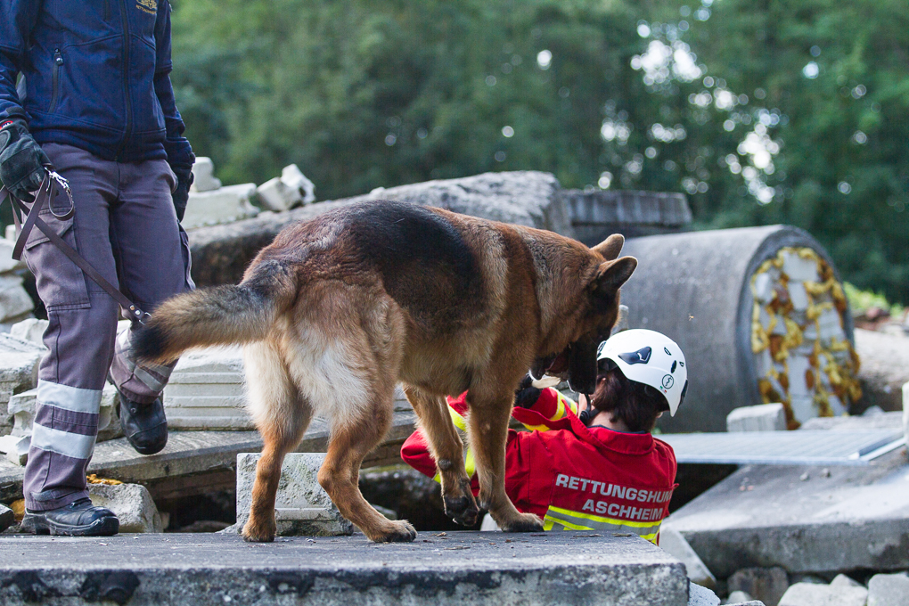 RettungshundestaffelWiesbaden-Trainingstage2017-23