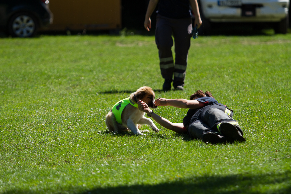 RettungshundestaffelWiesbaden-Trainingstage2017-37