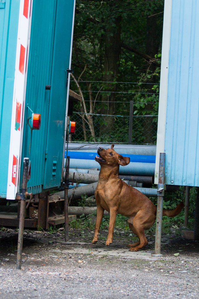 RettungshundestaffelWiesbaden-Trainingstage2017-49