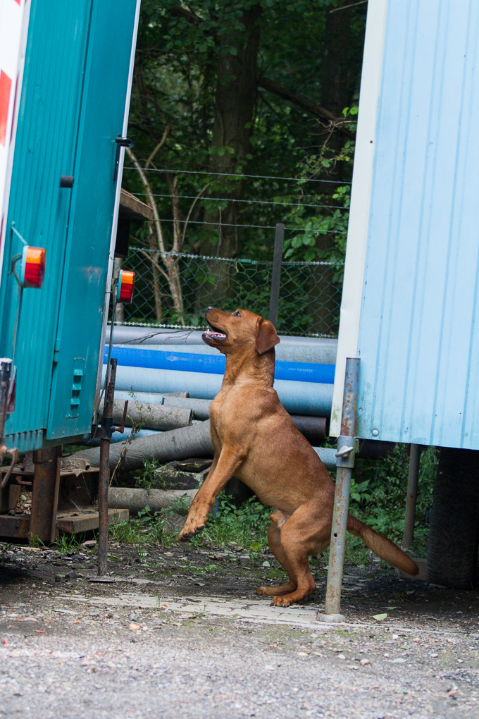 RettungshundestaffelWiesbaden-Trainingstage2017-50