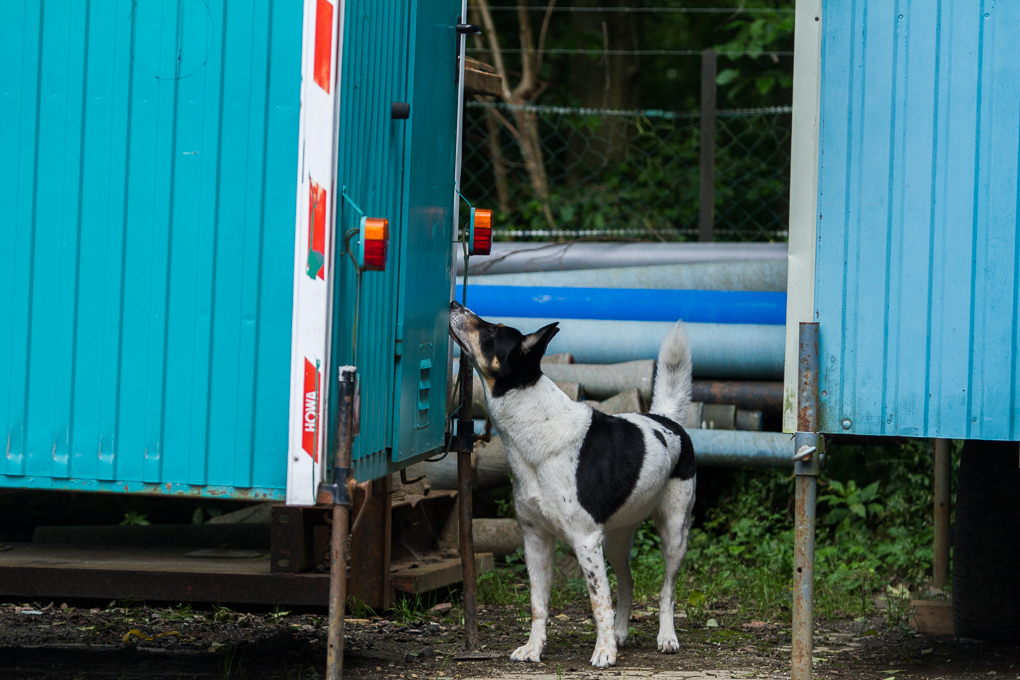 RettungshundestaffelWiesbaden-Trainingstage2017-52