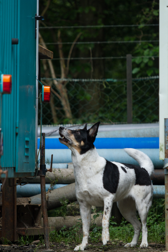 RettungshundestaffelWiesbaden-Trainingstage2017-53