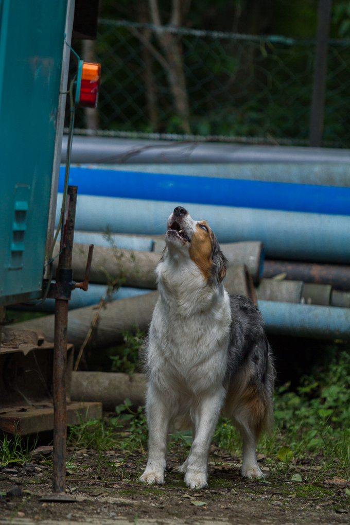 RettungshundestaffelWiesbaden-Trainingstage2017-61