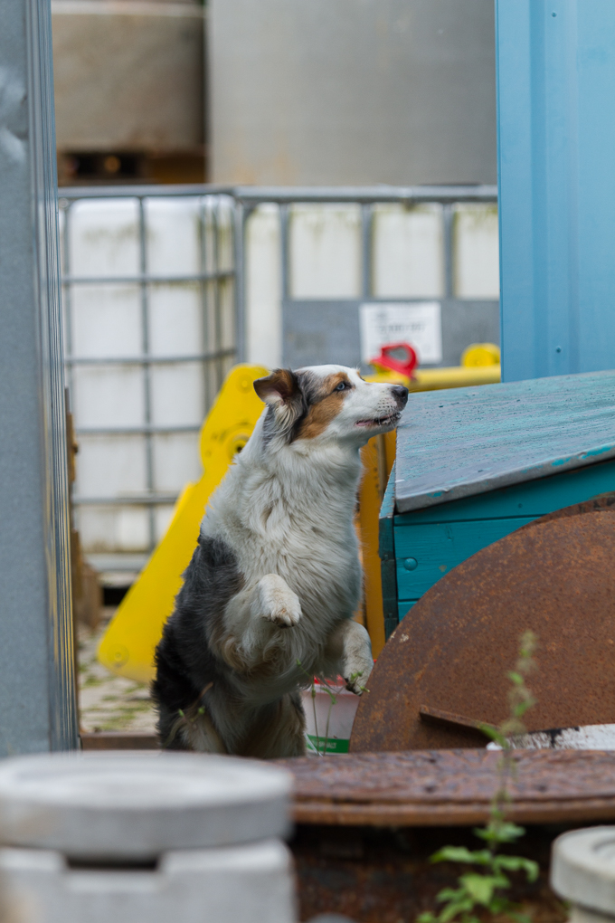 RettungshundestaffelWiesbaden-Trainingstage2017-62