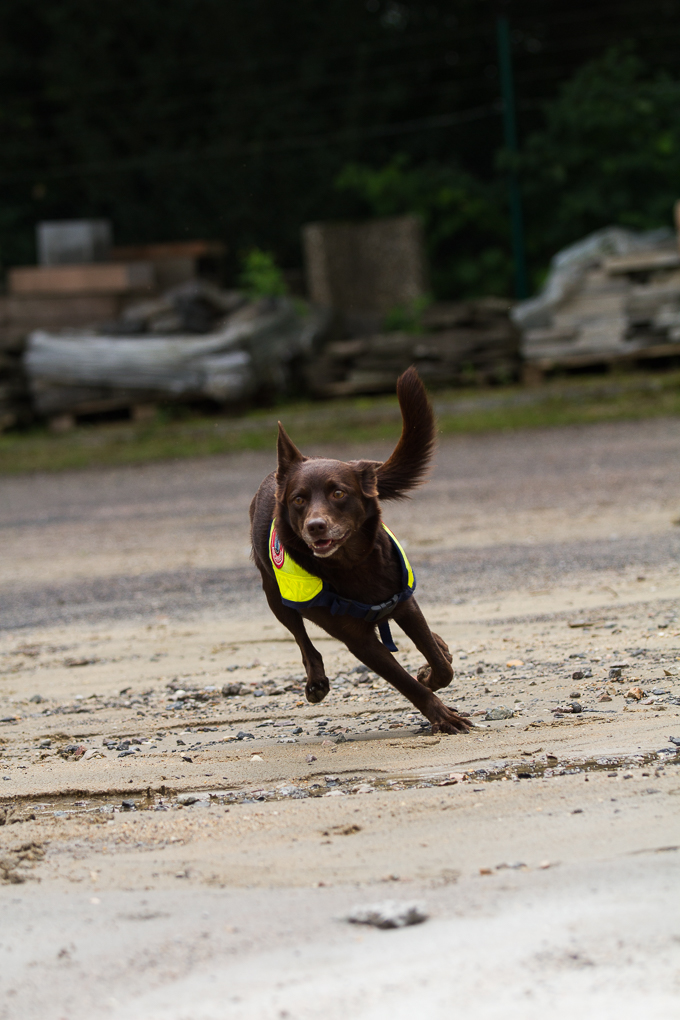 RettungshundestaffelWiesbaden-Trainingstage2017-63