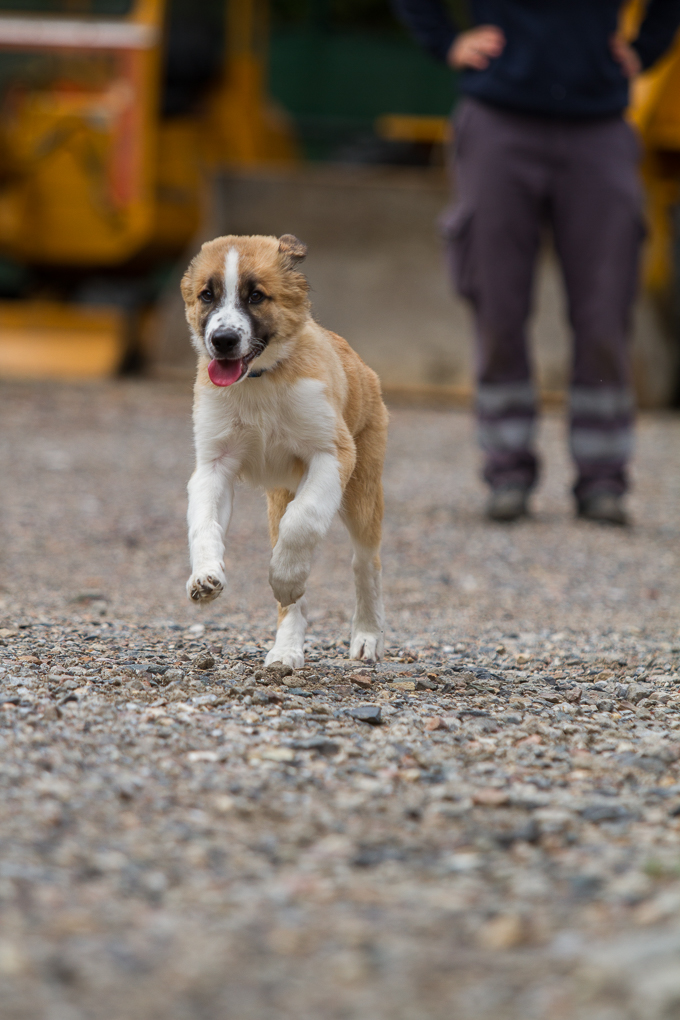 RettungshundestaffelWiesbaden-Trainingstage2017-65