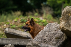 RettungshundestaffelWiesbaden-Trainingstage2017-18
