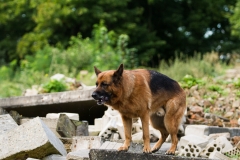 RettungshundestaffelWiesbaden-Trainingstage2017-19