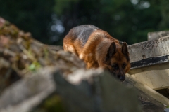 RettungshundestaffelWiesbaden-Trainingstage2017-21