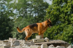 RettungshundestaffelWiesbaden-Trainingstage2017-22