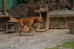 RettungshundestaffelWiesbaden-Trainingstage2017-45